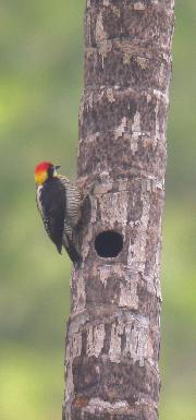 Beautiful Woodpecker, sometimes considered as an endemic species of Colombia.