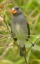 Grey Seedeater 