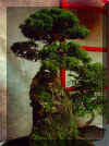 Bauwens-juniperus1.JPG (37276 octets)