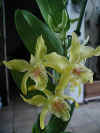 Dendrobium1.jpg (20078 octets)