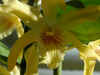 Dendrobium6.jpg (22130 octets)