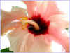 Hibiscus d'intrieur1.jpg (19032 octets)