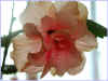 Hibiscus d'intrieur 3.jpg (23836 octets)
