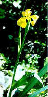 Iris d'eau jaune 1.JPG (11963 octets)