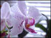 Phalaenopsis 1.jpg (23388 octets)