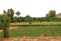 Berberse groenteteelt