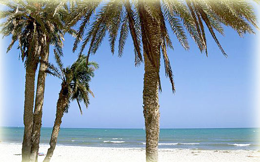 Djerba... zon, zee, fijn zand en wuivende palmen...