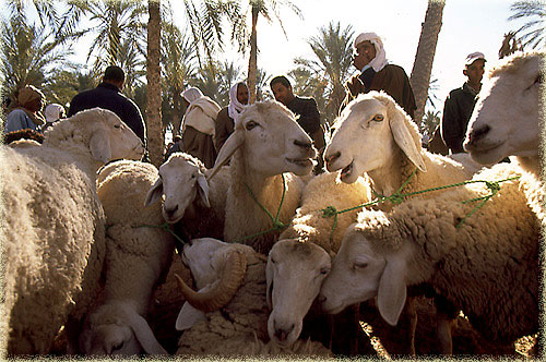 schapenmarkt
