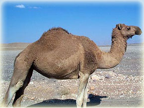 de Camelus Dromedaris