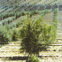 olijfgaarden