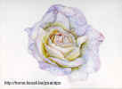 White Rose.jpg (123100 bytes)