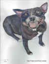 Engelse  Stafford Terrier van Evert.jpg (117654 bytes)