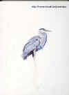 Heron Bleu.jpg (56629 bytes)