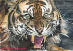 hurlant tigre de bengale.jpg (101288 bytes)
