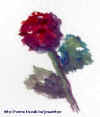 Fleur rouge.jpg (51400 bytes)