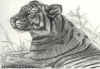 Bengal Tiger.jpg (76327 bytes)