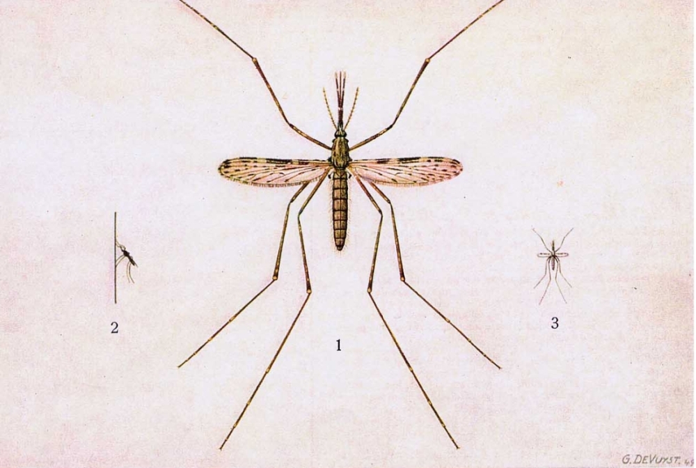 Typische malaria vector: Anopheles gambiae