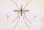 Typische malaria vector: Anopheles gambiae