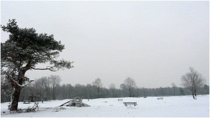 Winter in de Kesselse Heide