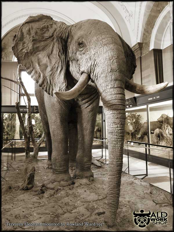 Tervuren Elephant