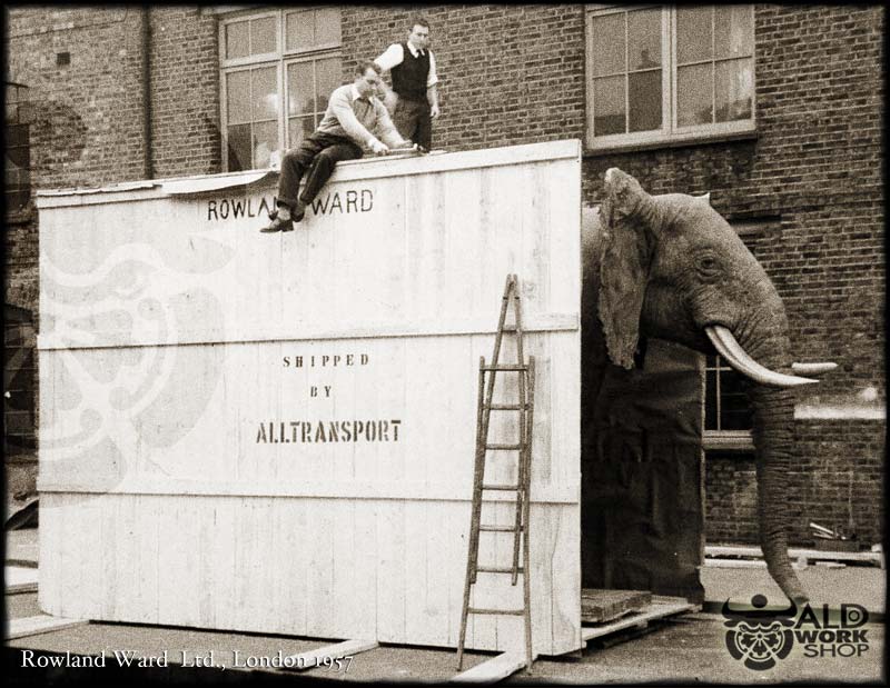 Construction elephant box