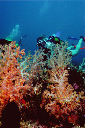 zacht koraal