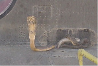 De cobra heeft deze maal een passagierszitje versierd "en dcapotable". Zelfs dan is hij niet echt welkom wat de pijnlijke beet heeft ook nog nare neurotische gevolgen.