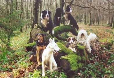 Eight agility-friends on one tree-stump.