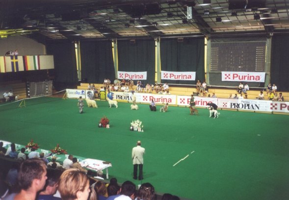 The ring of honour with Hungarian breeds; Toby is thirth from left.