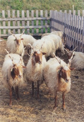 Racka sheeps.