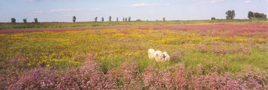 Toby & Terry in a field of beautiful puszta-flowers.