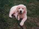 Chester Douance's Archimedes the inventor - Golden Retriever