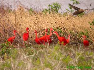 Scarlet Ibises and Bahama Pintails