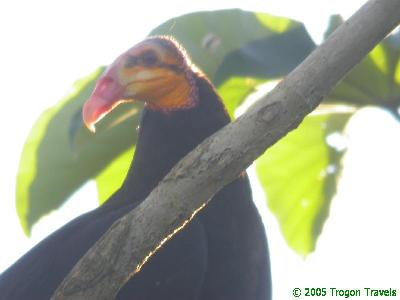 The Greater Yellow-headed Vulture