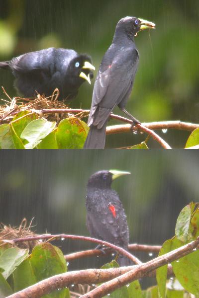 Red-rumped Caciques in the rain
