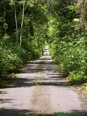 The Anacoco road