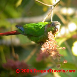 The endemic Red-eared Parrot