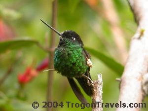 Buff-winged Starfrontlet, for some one of the most beautiful hummingbirds.