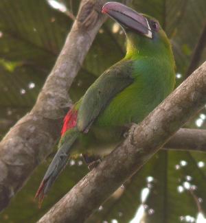 Crimson-rumped Toucanet. Click on the picture for the clip.