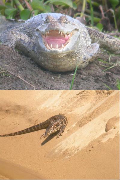 Crocodile and a Tegu