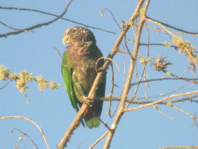 Speckle-faced Parrot in bright morning light.