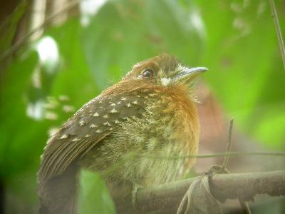 Moustached Puffbird in the Perija foothills