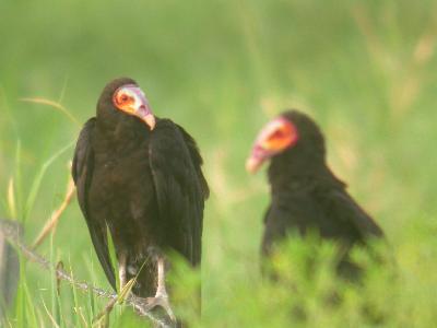 Lesser Yellow-headed Vultures