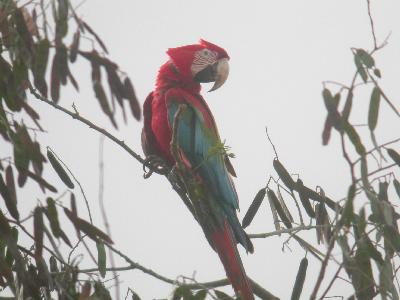 Red-&-Green Macaw
