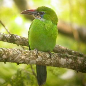 Groove-billed Toucanet at the Henri Pittier feeders