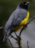 Hooded Mountain-tanager 
