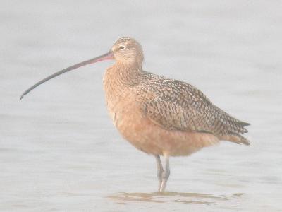 Long-billed Curlew - a new species for Colombia!
