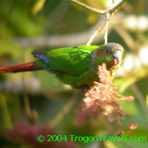 The endemic Red-eared Parrot