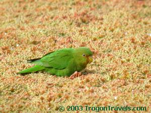 Rufous-fronted Parakeet 
