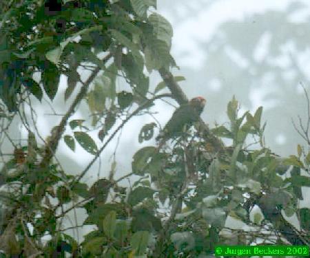 Endemic Rose-headed Parakeets in the mist